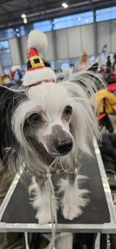 Vánoční národní výstava