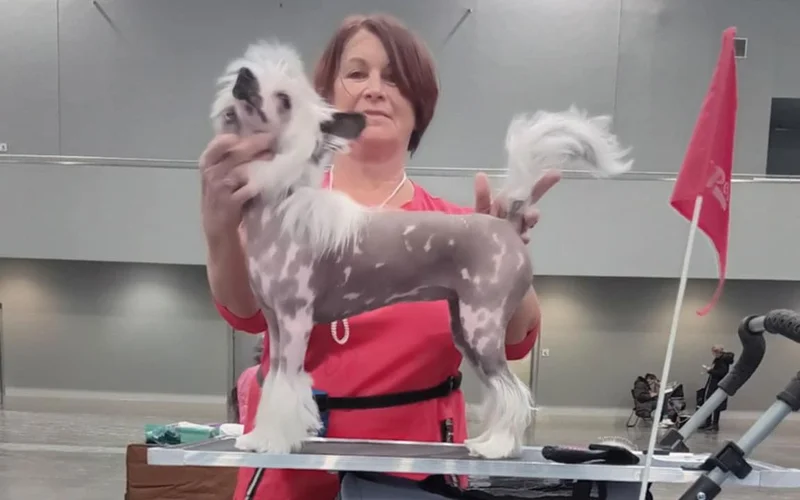 Národní výstava Brno