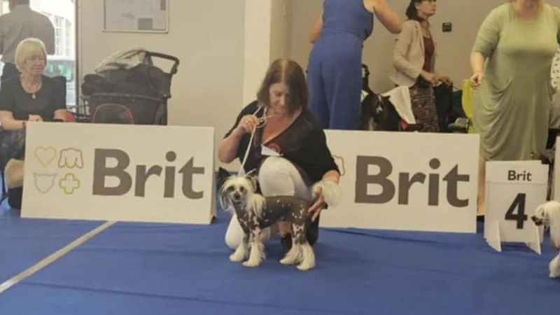 Oblastní výstava psů