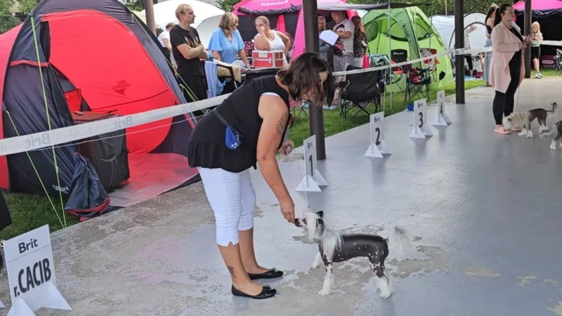 Interdog Bohemia CACIB