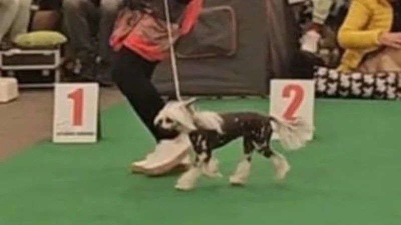 Pojizerská výstava psů