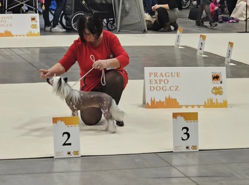 Prague Expo Dog - TRIOCACIB
