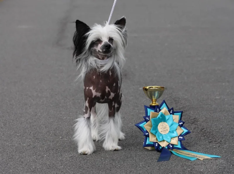 Prague Expo Dog - FCI CACIB