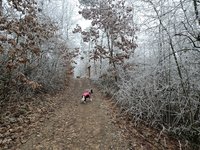 Procházka po zamrzlém lese