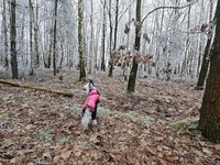 Procházka po zamrzlém lese