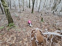 Procházka po zamrzlém lese