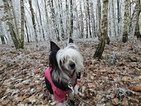 Procházka po zamrzlém lese