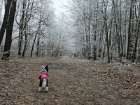 Procházka po zamrzlém lese