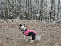 Procházka po zamrzlém lese