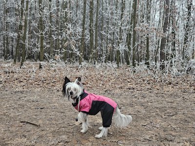 Procházka po zamrzlém lese
