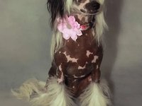 Cherrynka v ateliéru