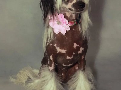 Cherrynka v ateliéru