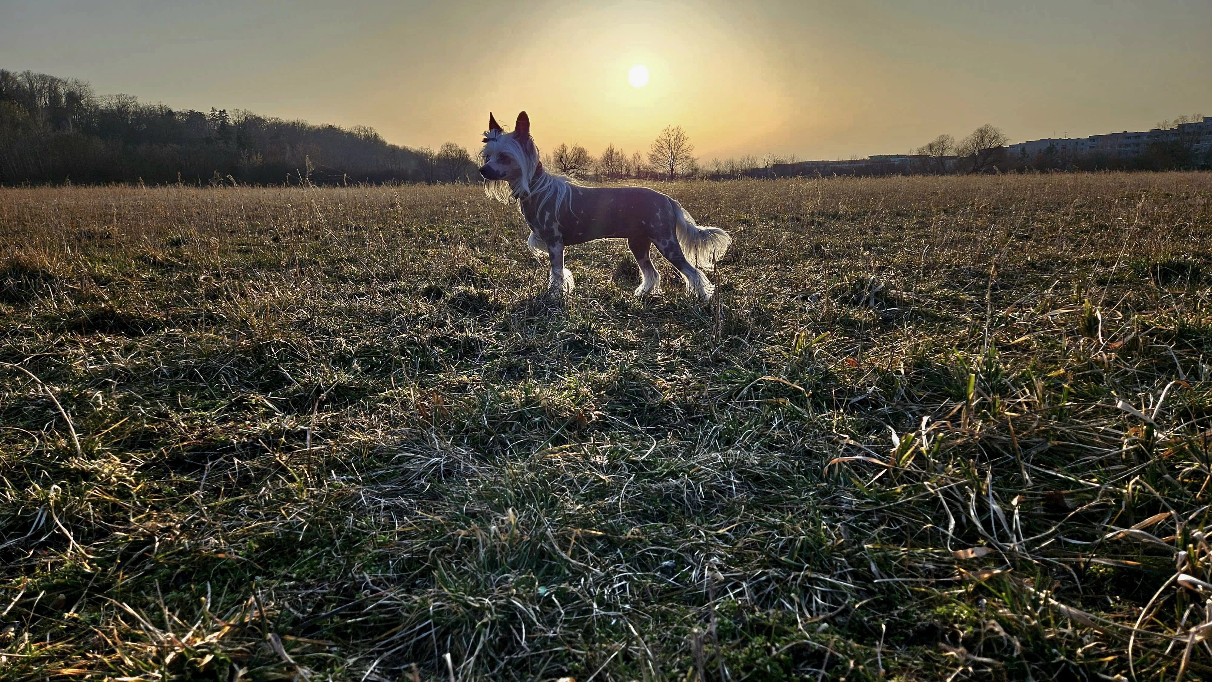Cherry Desire Pretty Sweet